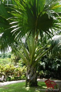 Guadeloupe Août 2015-02825        